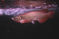 クリックで拡大画像表示