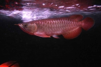 クリックで拡大画像表示