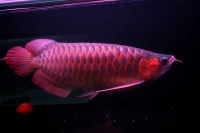 クリックで拡大画像表示