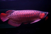 クリックで拡大画像表示