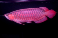 クリックで拡大画像表示