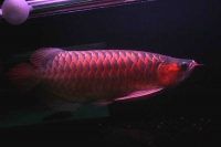 クリックで拡大画像表示