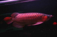 クリックで拡大画像表示