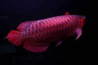 クリックで拡大画像表示