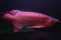 クリックで拡大画像表示