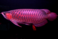 クリックで拡大画像表示