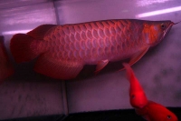 クリックで拡大画像表示