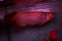 クリックで拡大画像表示