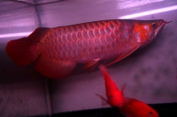 クリックで拡大画像表示