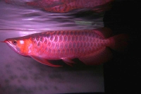 クリックで拡大画像表示