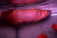 クリックで拡大画像表示