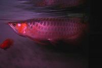 クリックで拡大画像表示