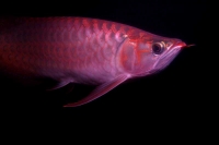 クリックで拡大画像表示