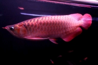 クリックで拡大画像表示