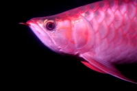 クリックで拡大画像表示