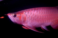 クリックで拡大画像表示