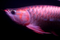 クリックで拡大画像表示