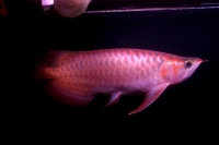 クリックで拡大画像表示