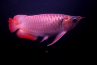 クリックで拡大画像表示