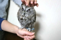 クリックで拡大画像表示