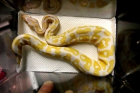 クリックで拡大画像表示