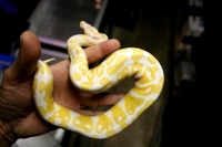 クリックで拡大画像表示