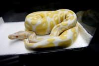 クリックで拡大画像表示