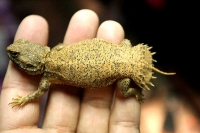 クリックで拡大画像表示