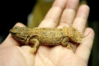 クリックで拡大画像表示