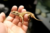 クリックで拡大画像表示