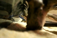 クリックで拡大画像表示