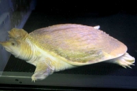 クリックで拡大画像表示