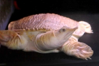 クリックで拡大画像表示