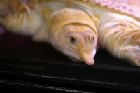 クリックで拡大画像表示