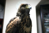 クリックで拡大画像表示