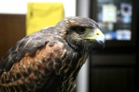 クリックで拡大画像表示