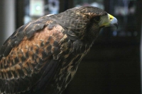 クリックで拡大画像表示