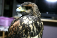 クリックで拡大画像表示