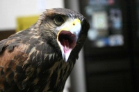 クリックで拡大画像表示