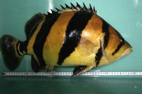 クリックで拡大画像表示