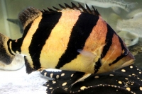 クリックで拡大画像表示