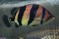 クリックで拡大画像表示