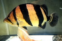 クリックで拡大画像表示