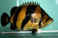 クリックで拡大画像表示