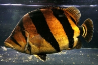 クリックで拡大画像表示