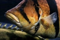 クリックで拡大画像表示