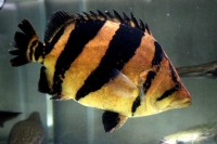 クリックで拡大画像表示