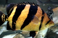 クリックで拡大画像表示