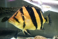 クリックで拡大画像表示