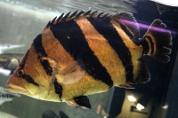 クリックで拡大画像表示